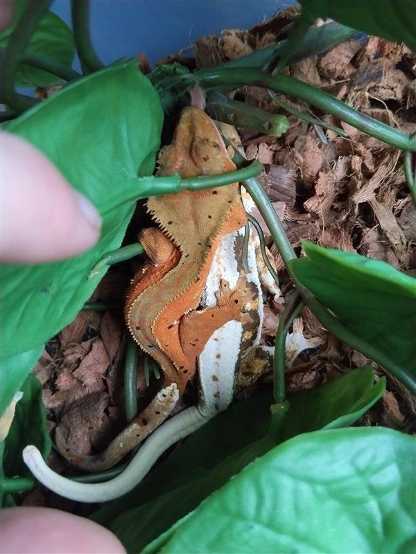 2 Jonge Orange Dalmatian Crested Gecko Mannetjes |, Lézard, Domestique, 0 à 2 ans