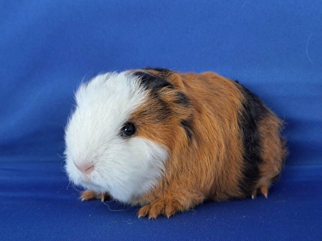 Mooie Ch Teddy beertjes te koop, Mâle, Domestique, Avril, Cobaye