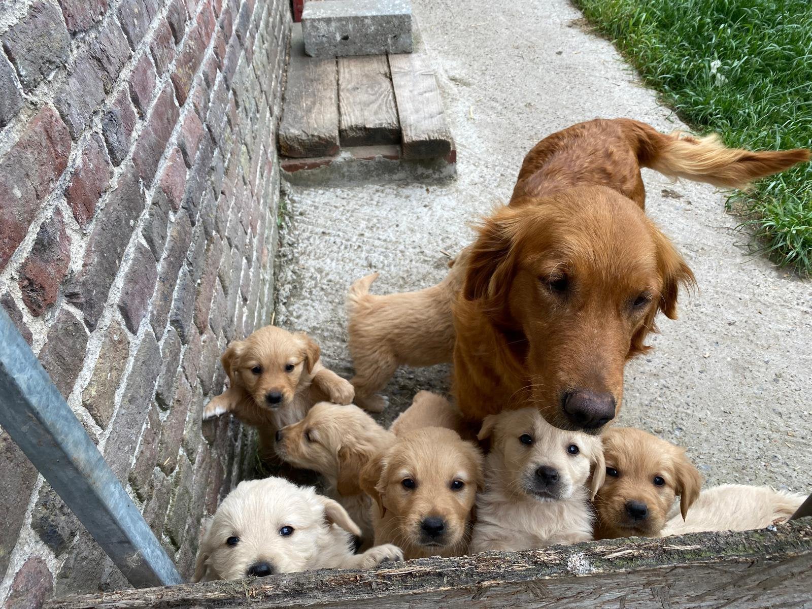Mooie golden retriever pups!, Animaux & Accessoires, Chiens | Sans pedigree, Taille moyenne, Plusieurs, Hépatite contagieuse (maladie de Rubarth)