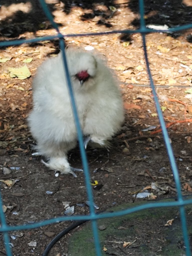 Haan, Dieren en Toebehoren, Mannelijk, Kip