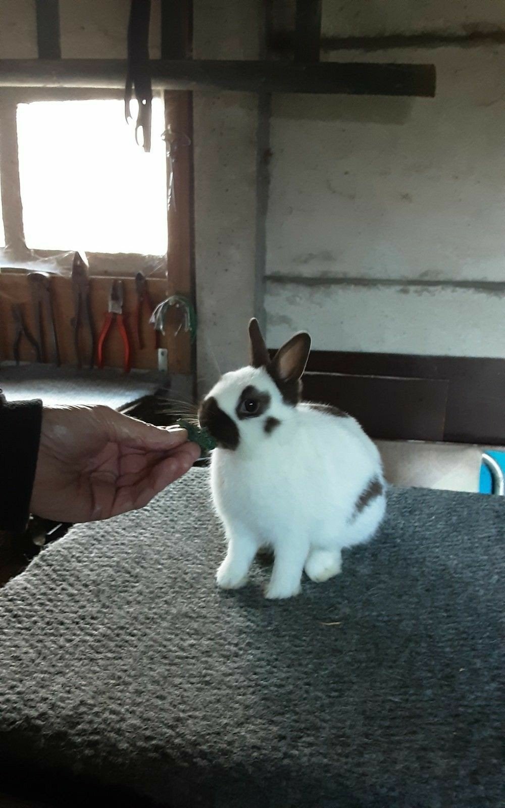 Couleur : nain Lorraine, Animaux & Accessoires, Lapins, Mâle, Nain, 0 à 2 ans
