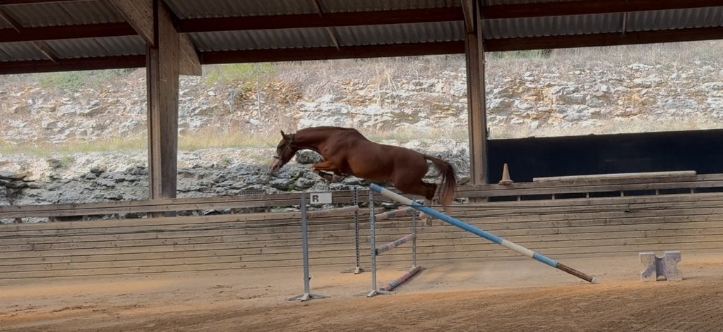 3 jarig springpaard, Débourré, 165 à 170 cm, Cheval de saut, 3 à 6 ans