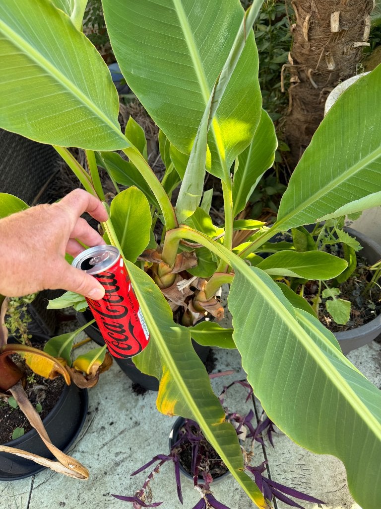 Lasiocarpa banaan, Tuin en Terras, Ophalen, Vaste plant, Overige soorten