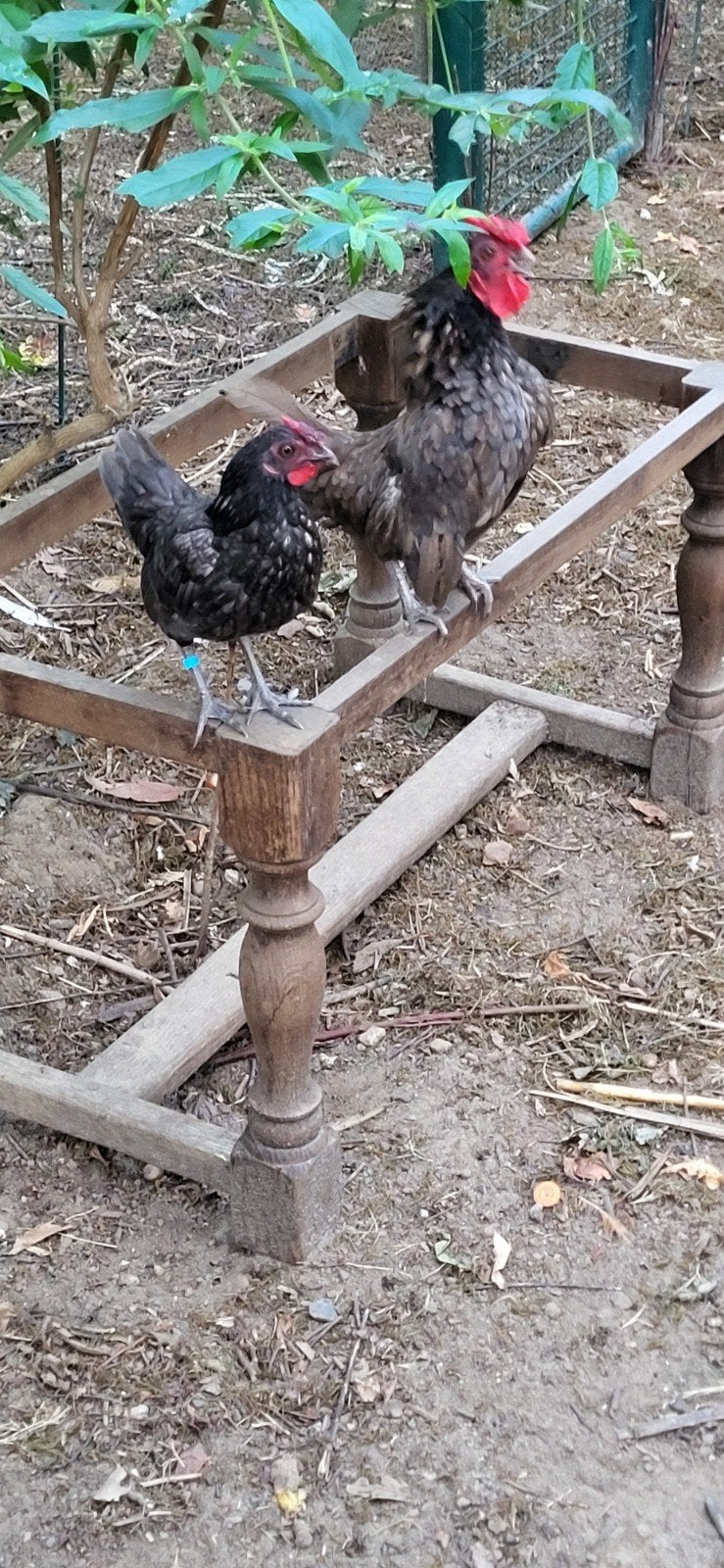 sebright haantje blauwgrijs, Dieren en Toebehoren