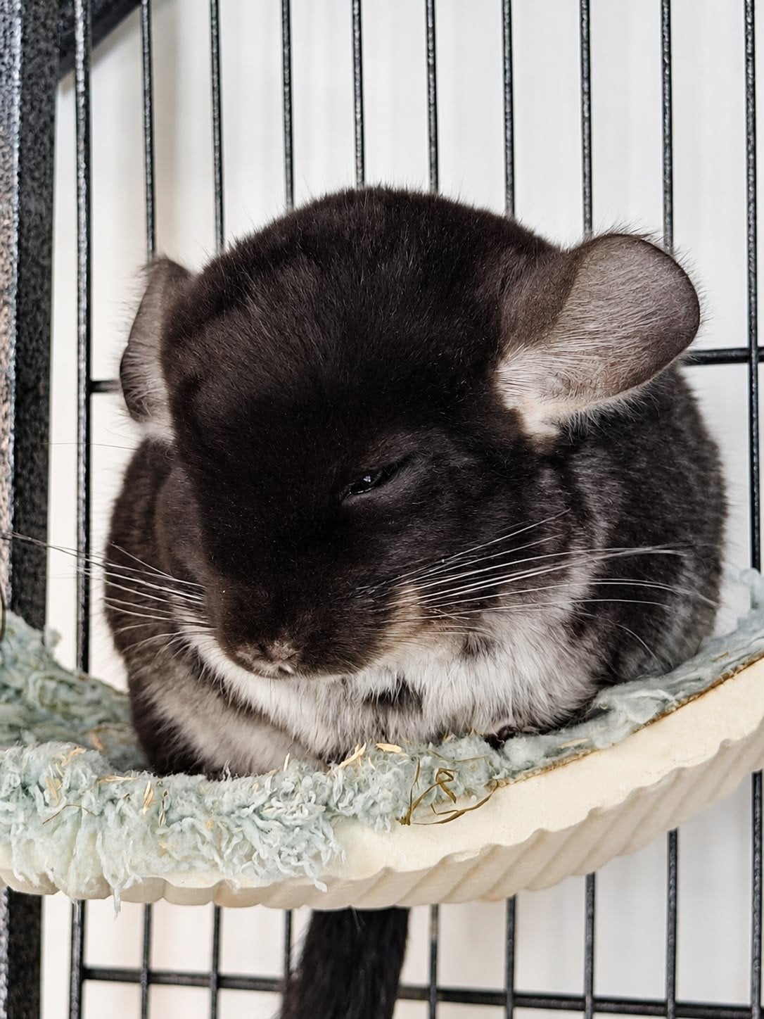 chinchillas plus kooi te koop, Dieren en Toebehoren, Maart, Chinchilla