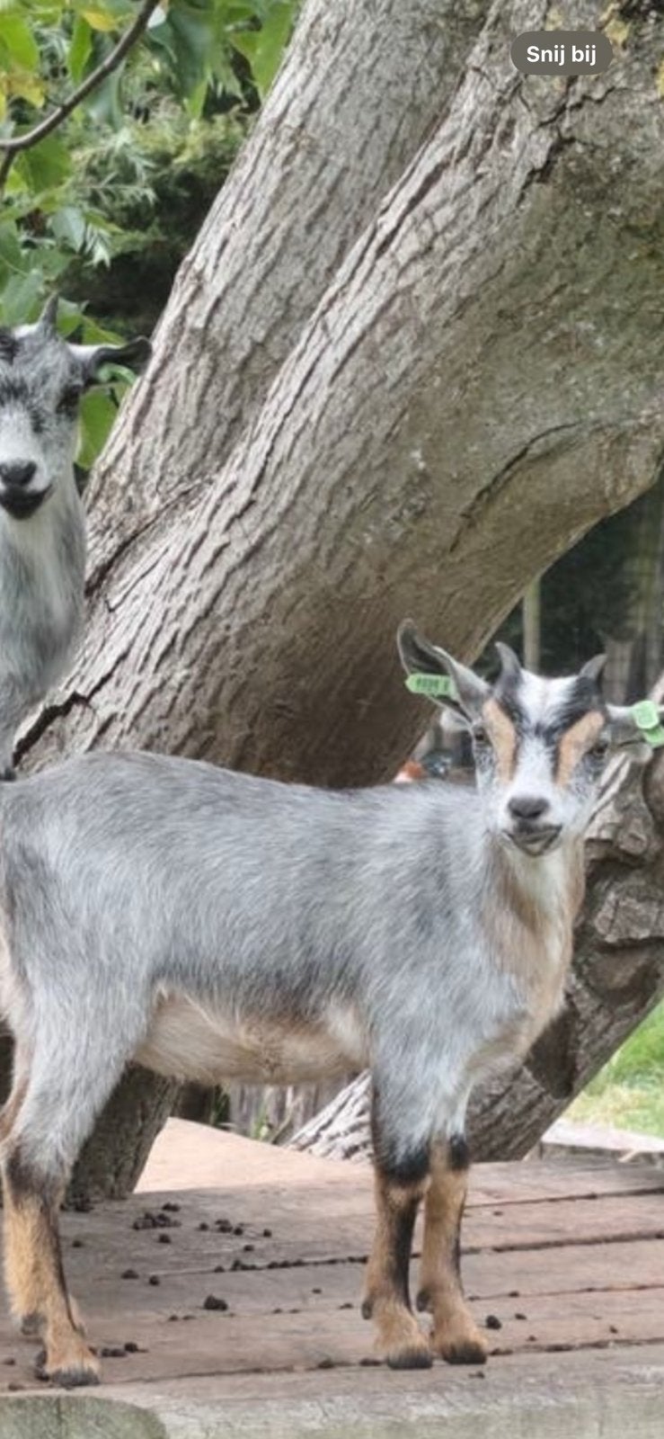 Blauwschimmel miekes, Dieren en Toebehoren, Schapen, Geiten en Varkens
