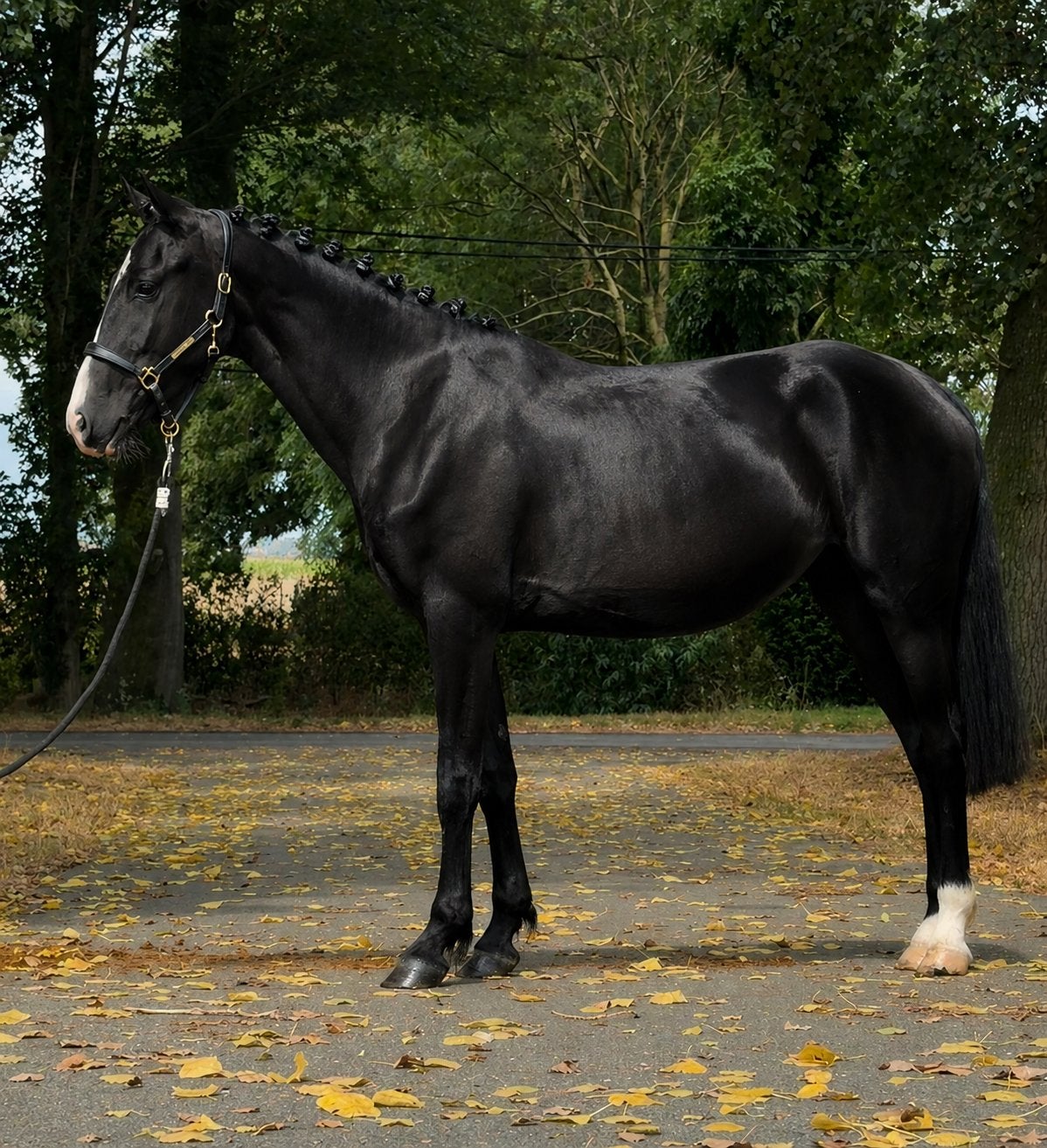 knappe merrie, Jument, Débourré