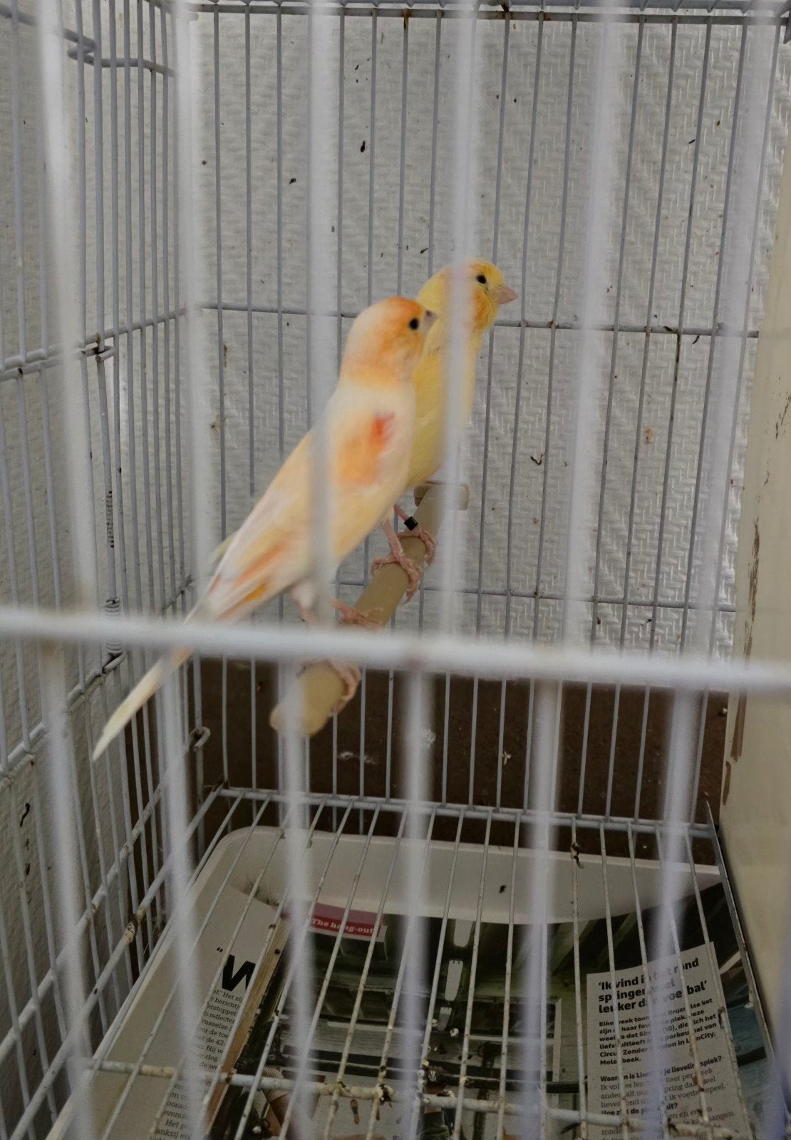 couple canari 40€, Animaux & Accessoires