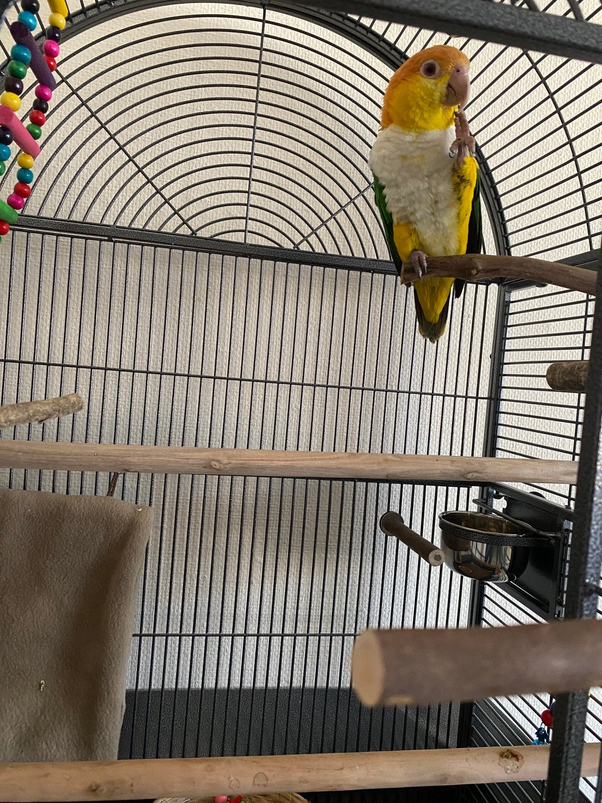 Perroquet Caique, Enlèvement