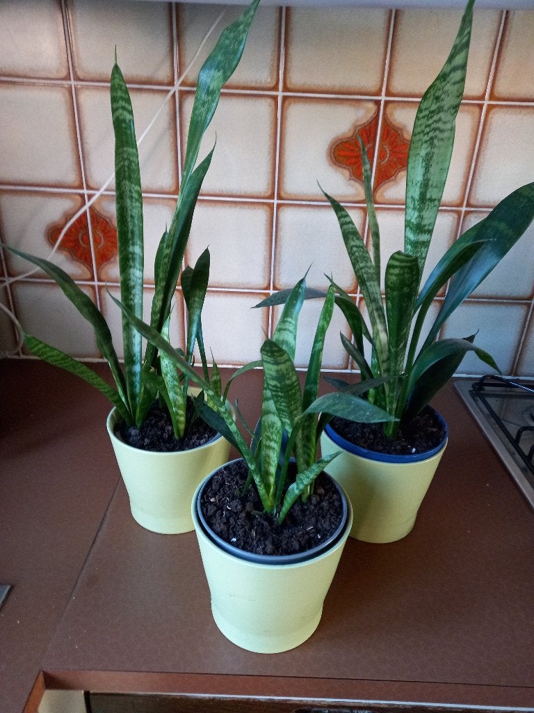 SANSEVERIA, Ophalen
