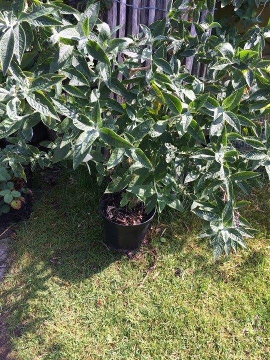 vlinderstruik, Tuin en Terras, Planten | Tuinplanten, Volle zon, Vaste plant, Zomer, Ophalen