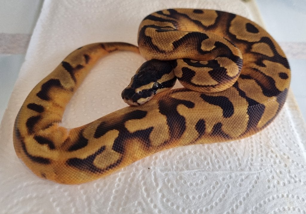 0.1 enchi piebald koningspython low white Ball Python photo 2