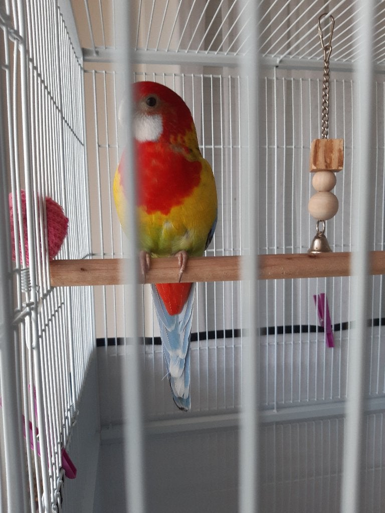 Rosella's koppel, bourkes koppel en 1goudatine pop., Geringd