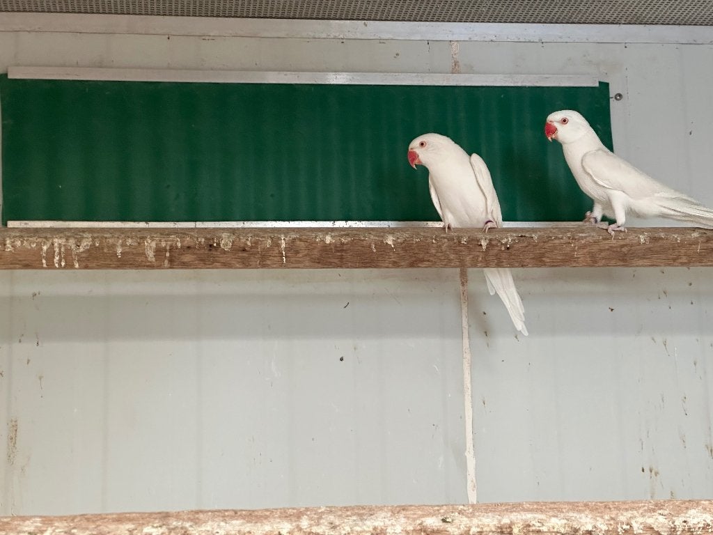 5 vaste koppels Halsbanders, Plusieurs animaux, Perruche