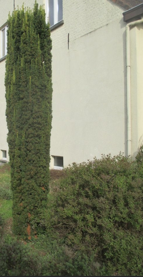 cipres, Tuin en Terras, Ophalen, Overige soorten, Struik, 250 cm of meer