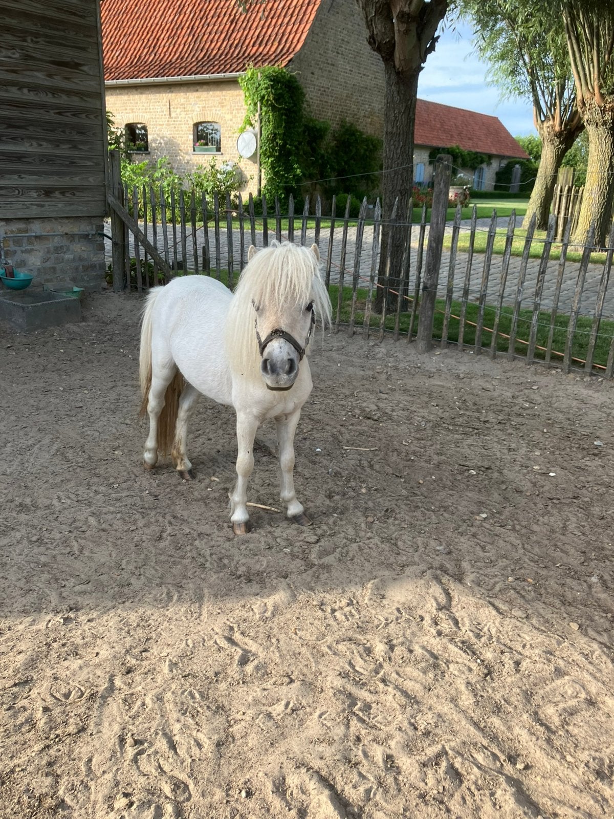 Jaarling merrie schetland pony met stamboek te koop, Dieren en Toebehoren, Pony's, Merrie