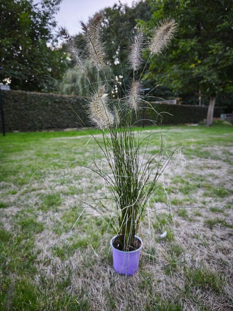 planten, Ophalen, Volle zon, Vaste plant, Siergrassen