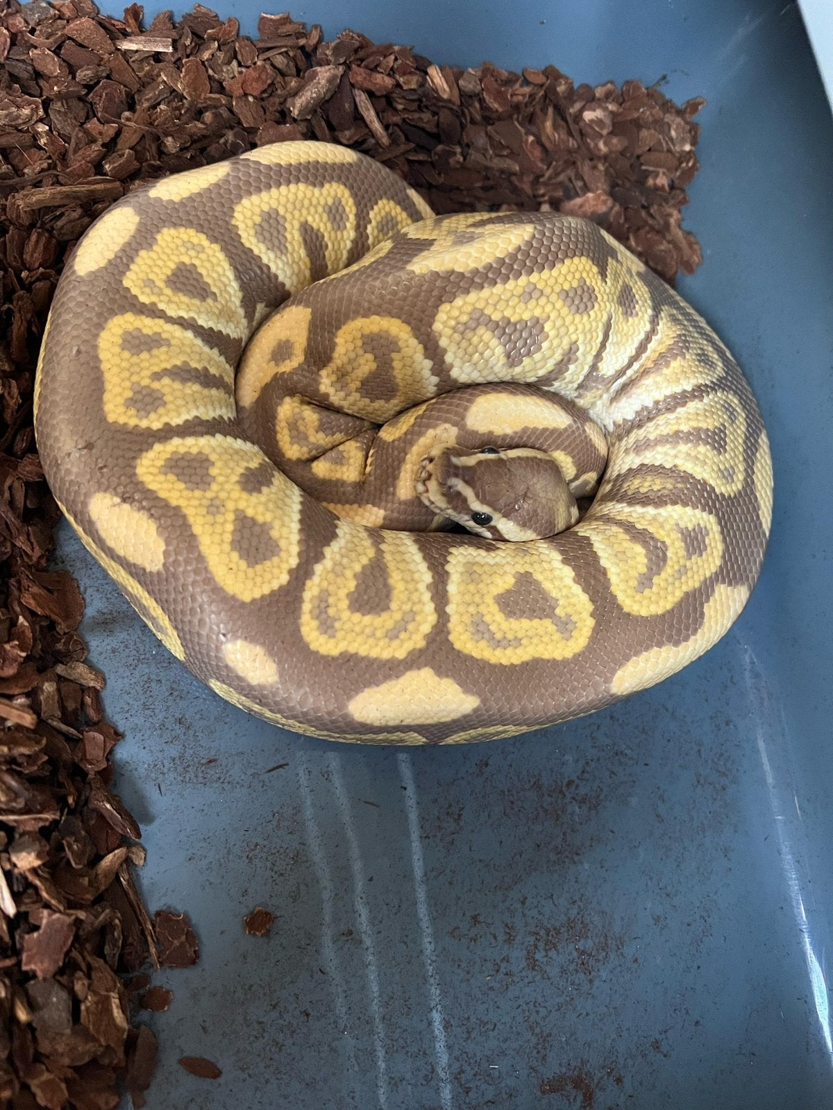 Ball python Toffee Black Pastel, Dieren en Toebehoren, Slang, 3 tot 6 jaar