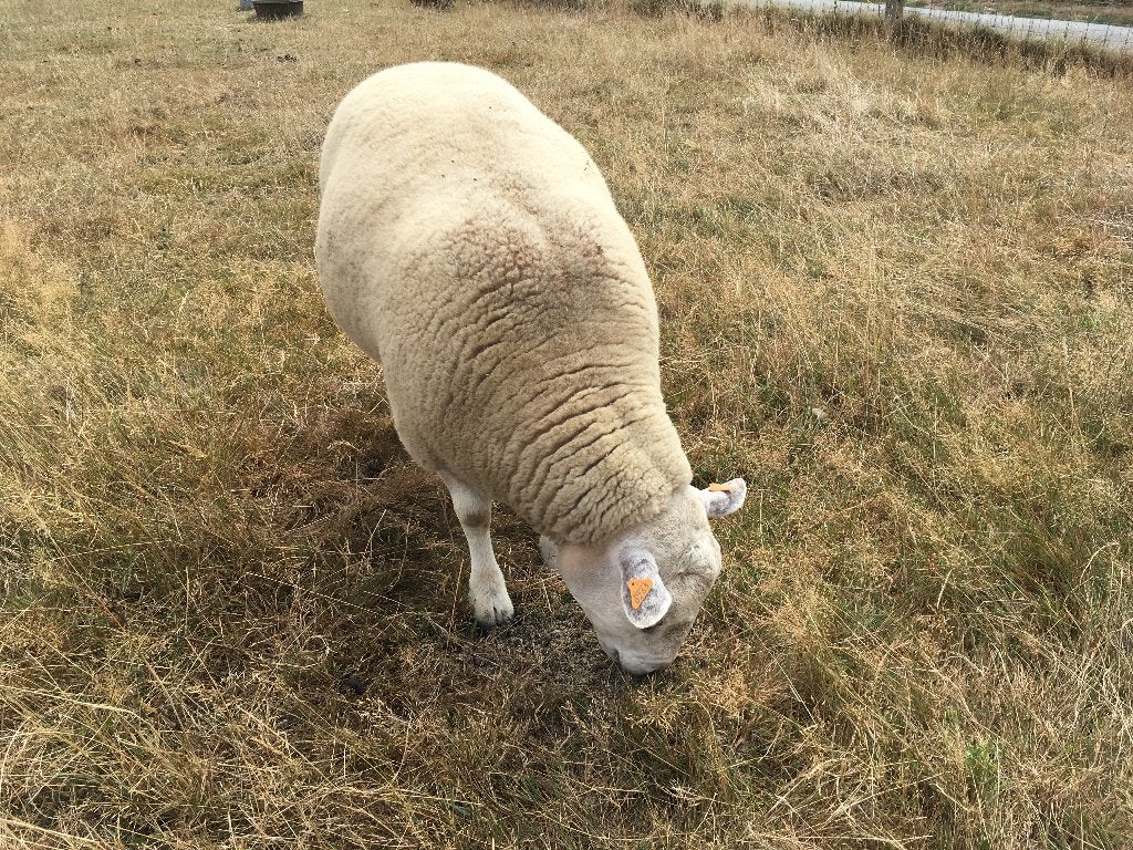 Franse texel bok ( Maart 2025 ), Animaux & Accessoires, Moutons, Chèvres & Cochons, Mâle, Mouton, 0 à 2 ans