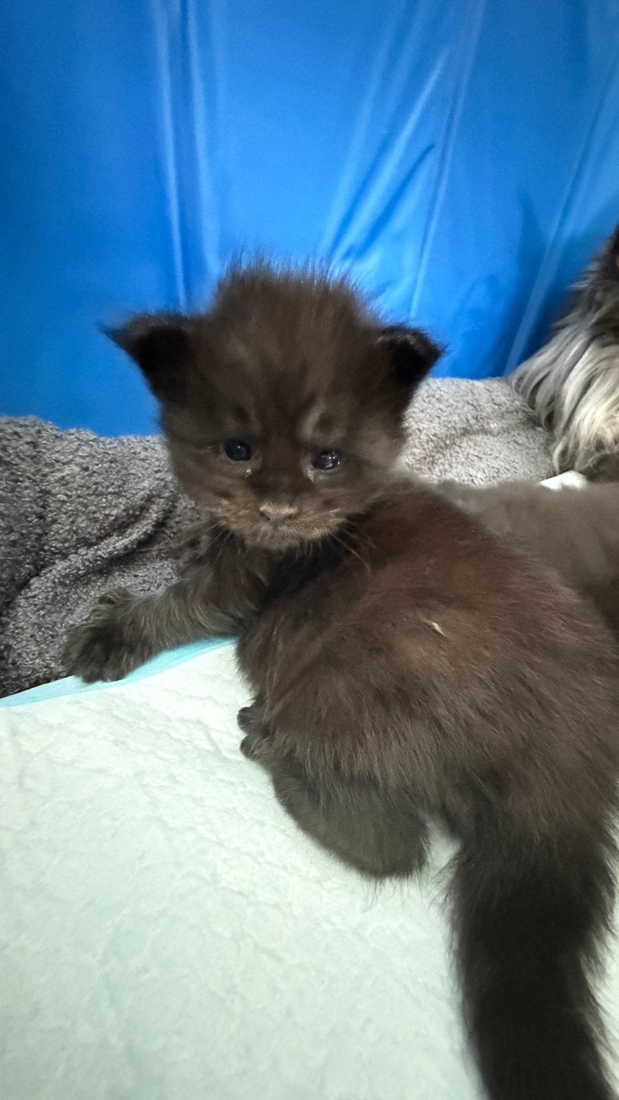 Prachtige Maine Coon kittens ️, Poes, Gechipt, 0 tot 2 jaar