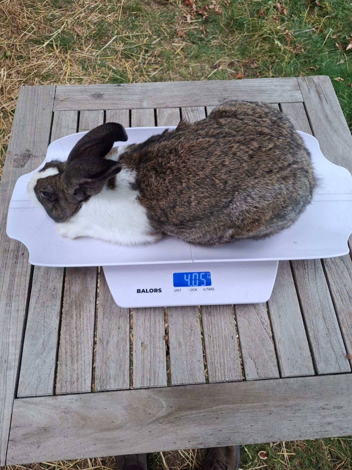 rammelaar vleeskonijn, Dieren en Toebehoren