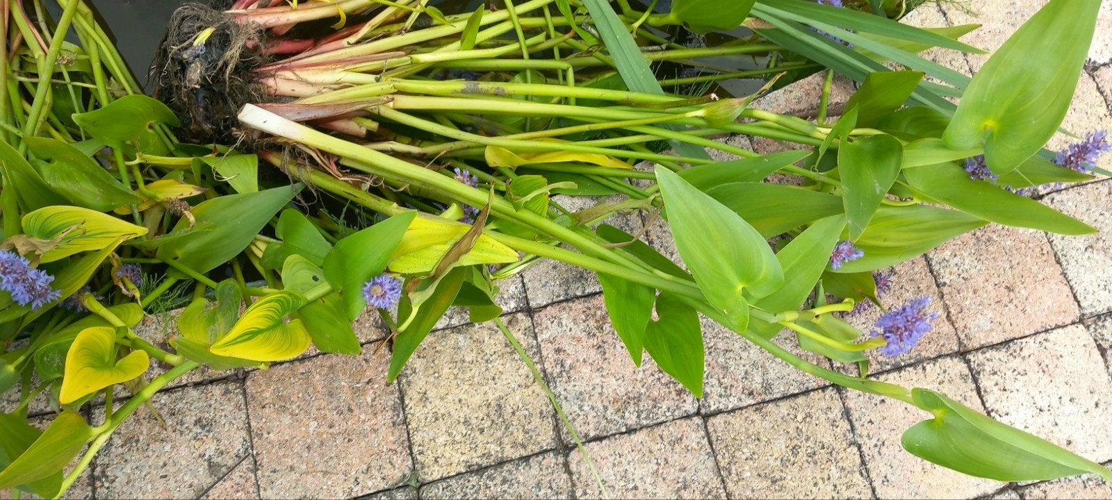 Plante pour étang  pontederie, Jardin & Terrasse, Accessoires pour étangs, Enlèvement