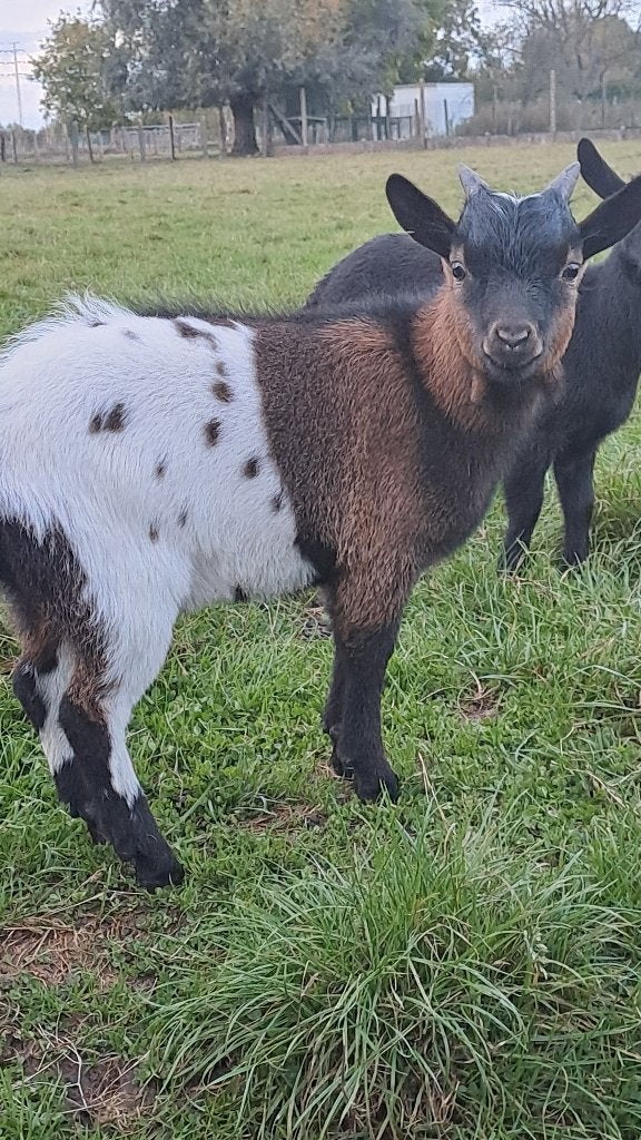 Dwerggeit, Mâle, Chèvre, 0 à 2 ans