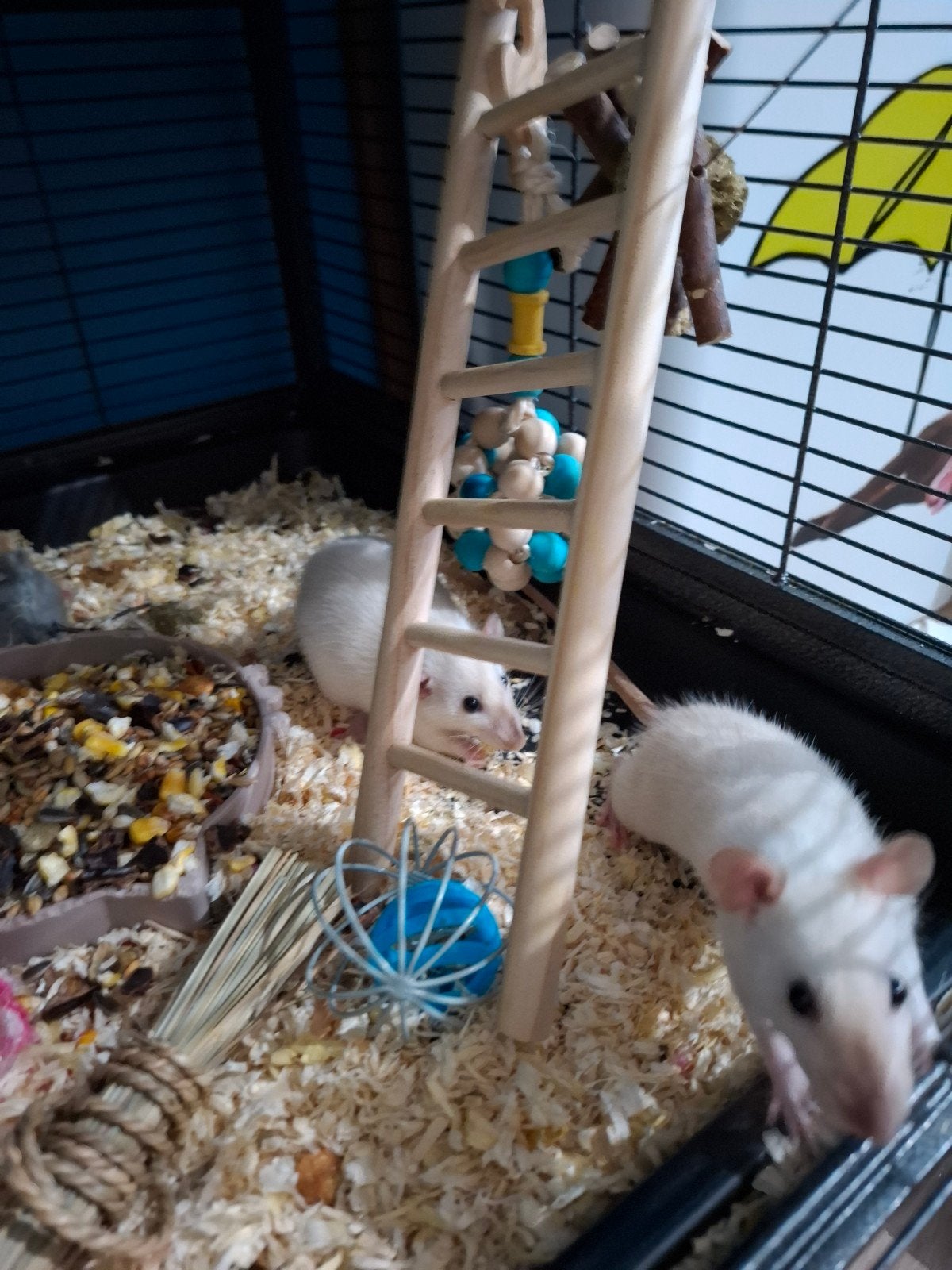 Tamme ratten, Rat, Domestique, Mai, Femelle