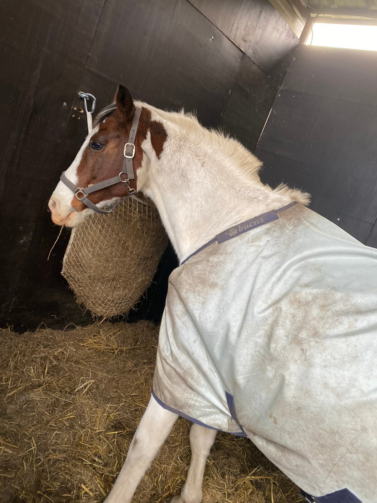 Paardendeken te koop, Dieren en Toebehoren, Ophalen, Zo goed als nieuw, Deken, Bucas