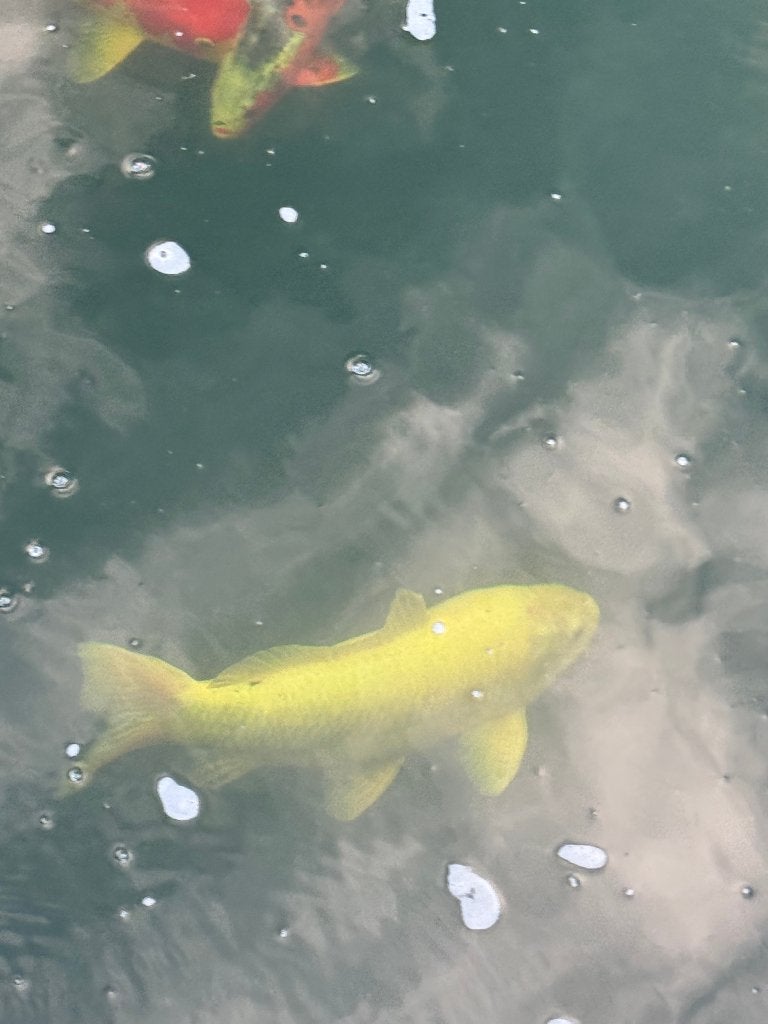 2 koi's, Animaux & Accessoires, Poissons | Poissons d'étang, Carpe ou Koï