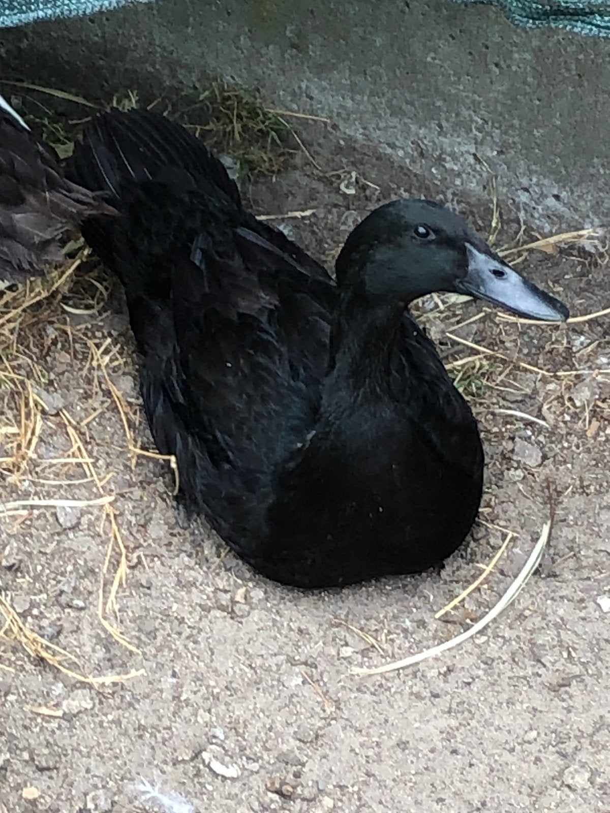Loopeenden te koop, Animaux & Accessoires, Volatiles, Canard, Plusieurs animaux