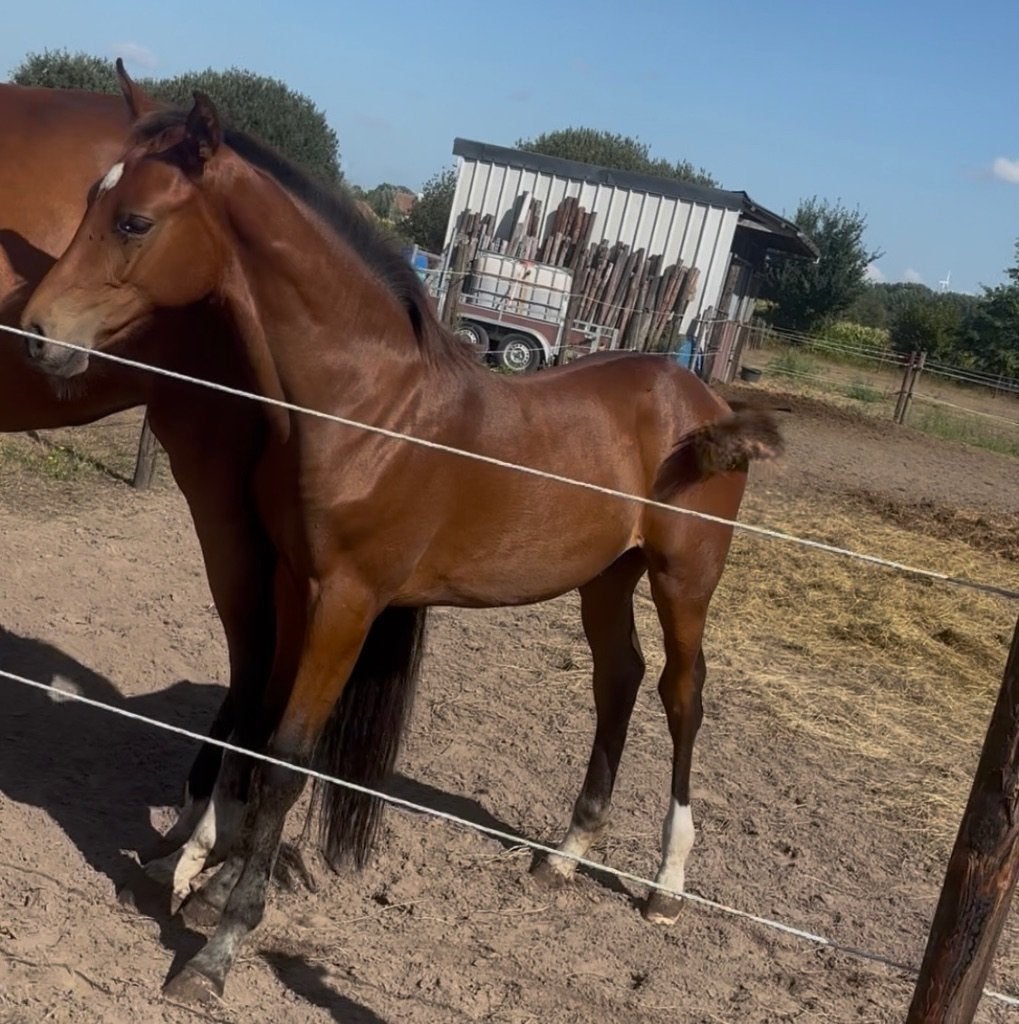 Knap Comilfo plus Z hengsten veulen, Dieren en Toebehoren, Met stamboom, Springpaard, 0 tot 2 jaar, Hengst