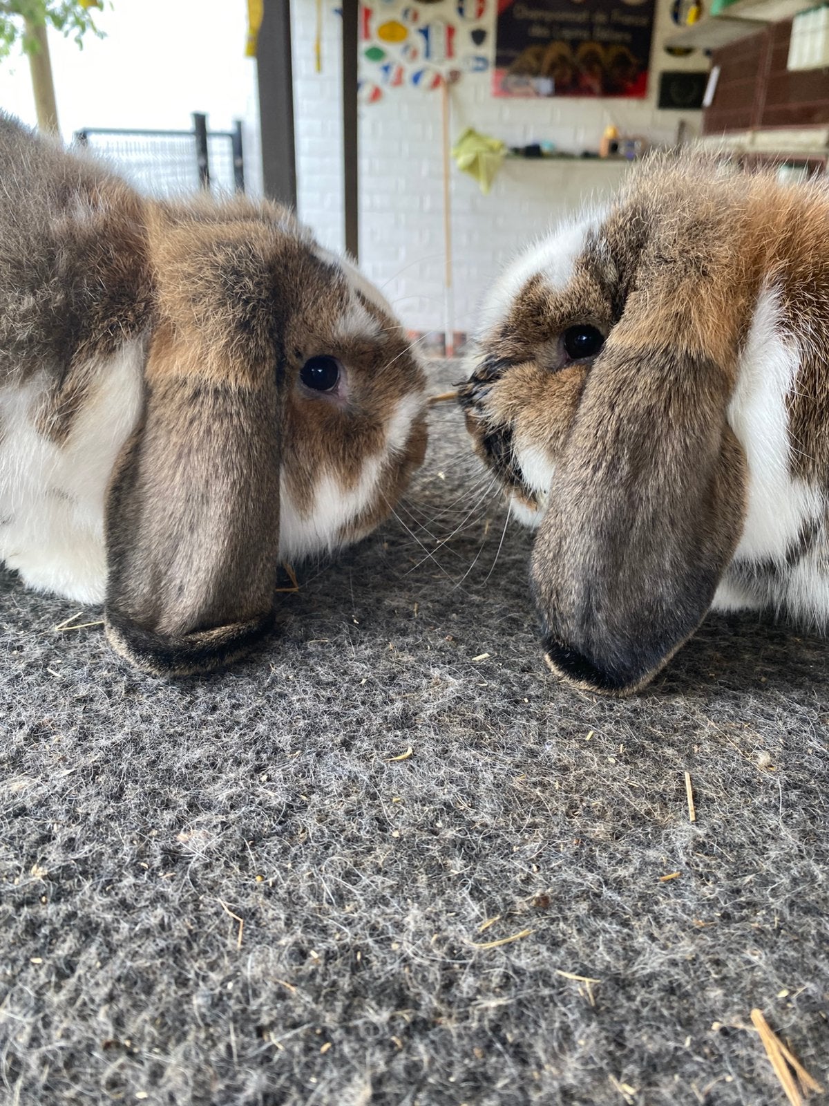 Duitse hangoor konijn, Dieren en Toebehoren, Konijnen, Hangoor