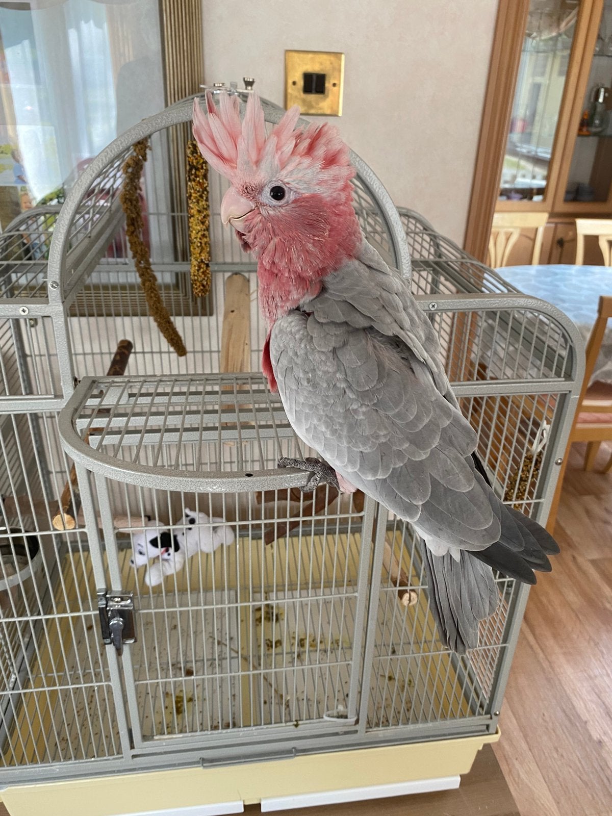 Tamme rose kaketoe, Dieren en Toebehoren, Vrouwelijk, Geringd