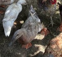 Loopeend woerd lichtbruin, Dieren en Toebehoren, Pluimvee, Eend