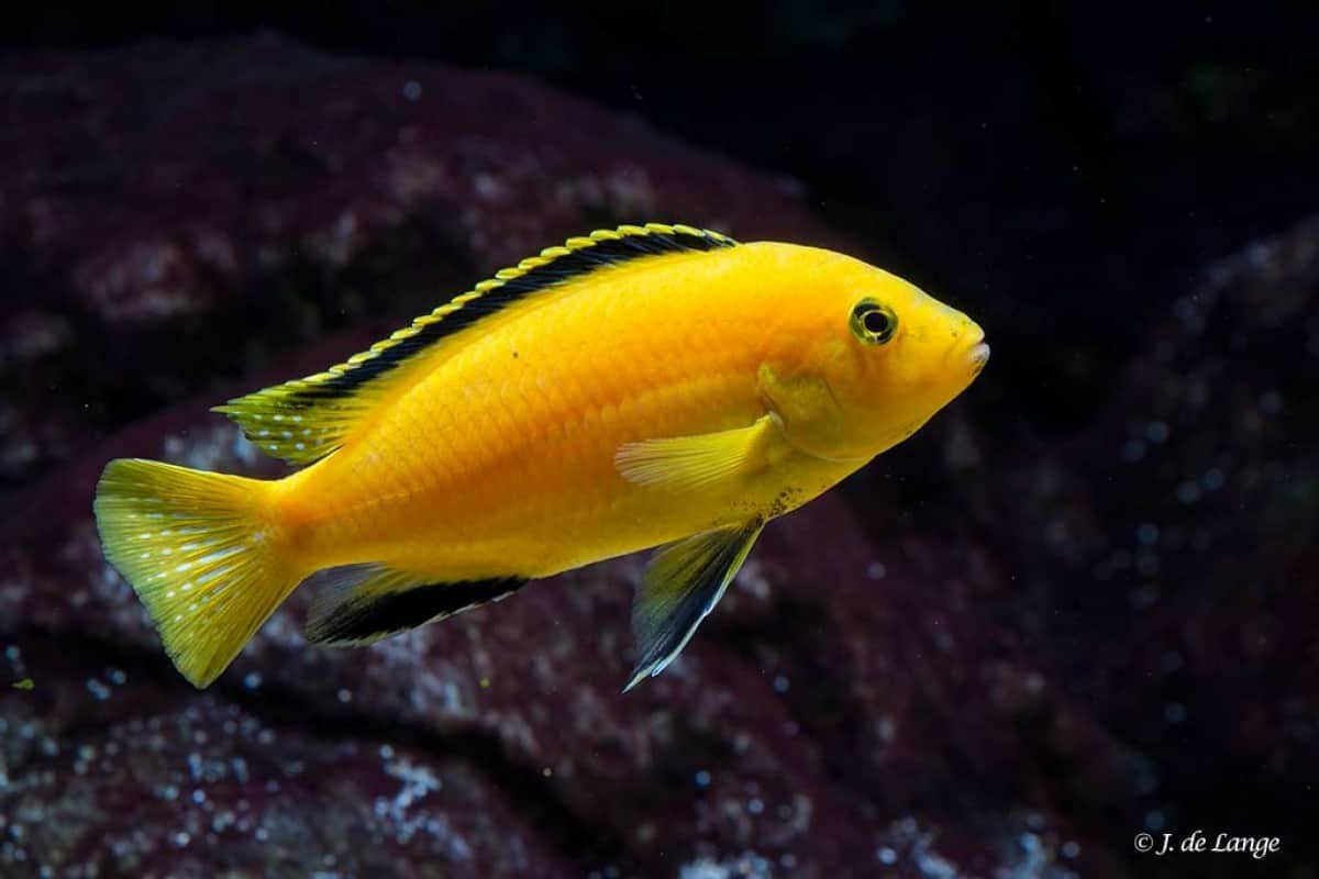 labidochromis caeruleus, Vis
