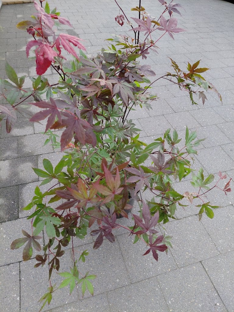 Acer Atropurpureum, Tuin en Terras, Ophalen, Halfschaduw