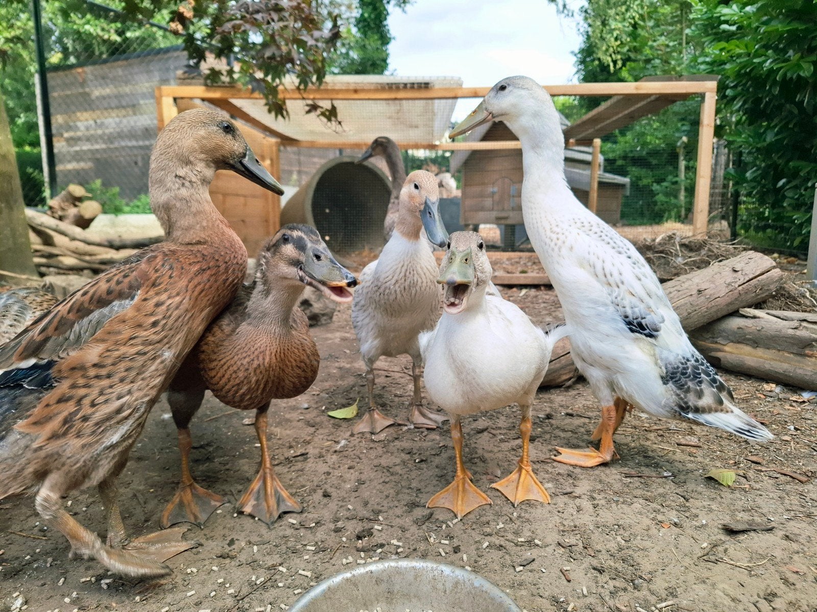 Loopeendjes, Animaux & Accessoires, Volatiles, Canard, Plusieurs animaux