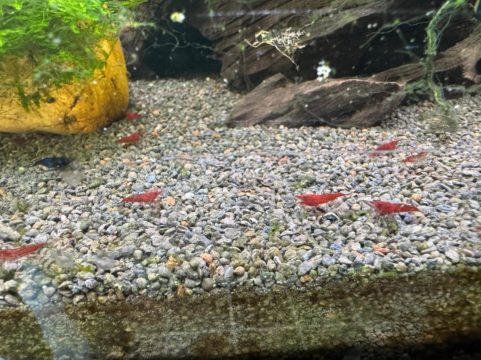 Garnalen, Dieren en Toebehoren, Vissen | Aquariumvissen, Kreeft, Krab of Garnaal