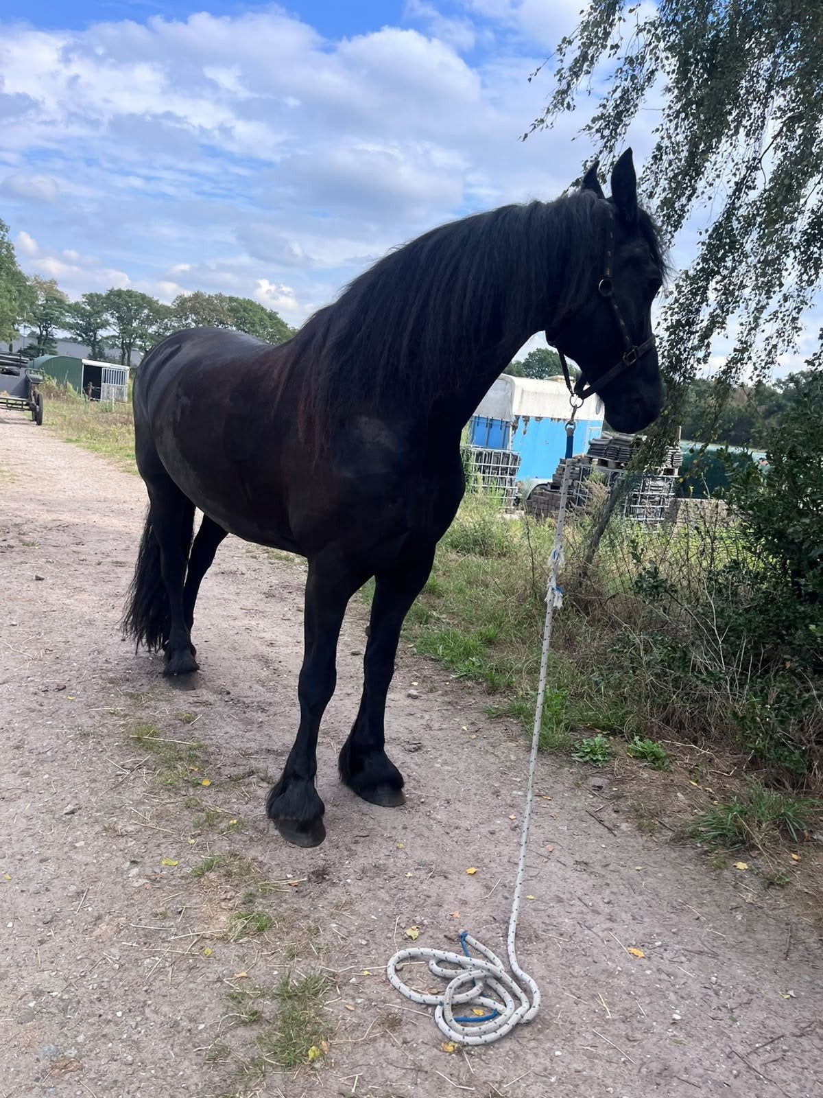 prachtige fries, Dieren en Toebehoren, Merrie, Met stamboom, Zadelmak, Tuigpaard
