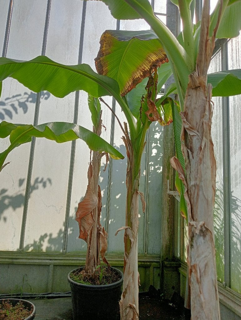 Musa Banjoo, Tuin en Terras, Ophalen