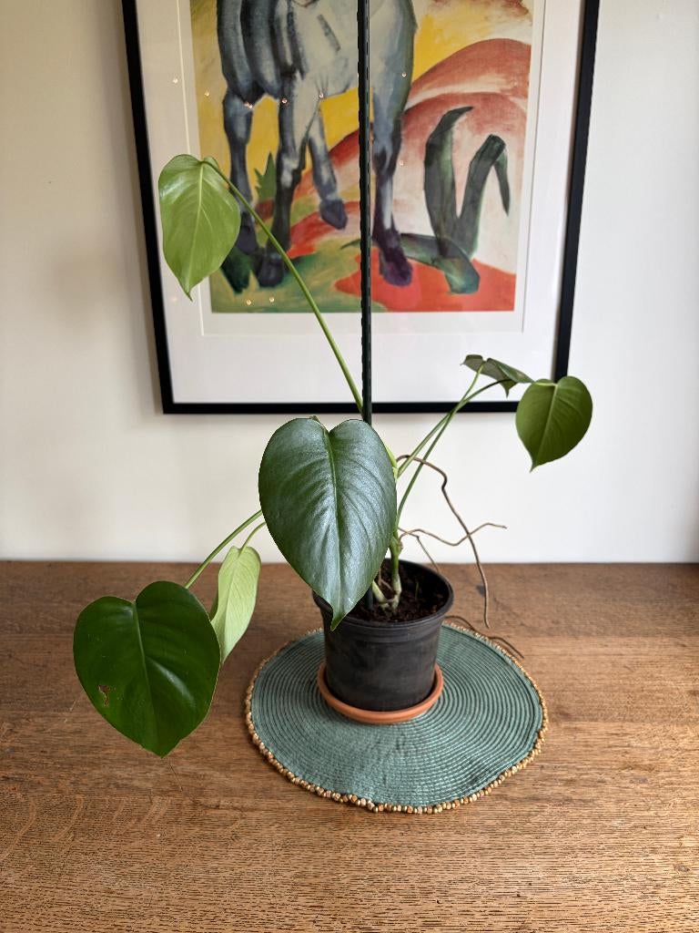 🌿 Monstera Deliciosa, gatenplant, echte plant, Huis en Inrichting, Kamerplanten, Overige soorten, Minder dan 100 cm, Groene kamerplant