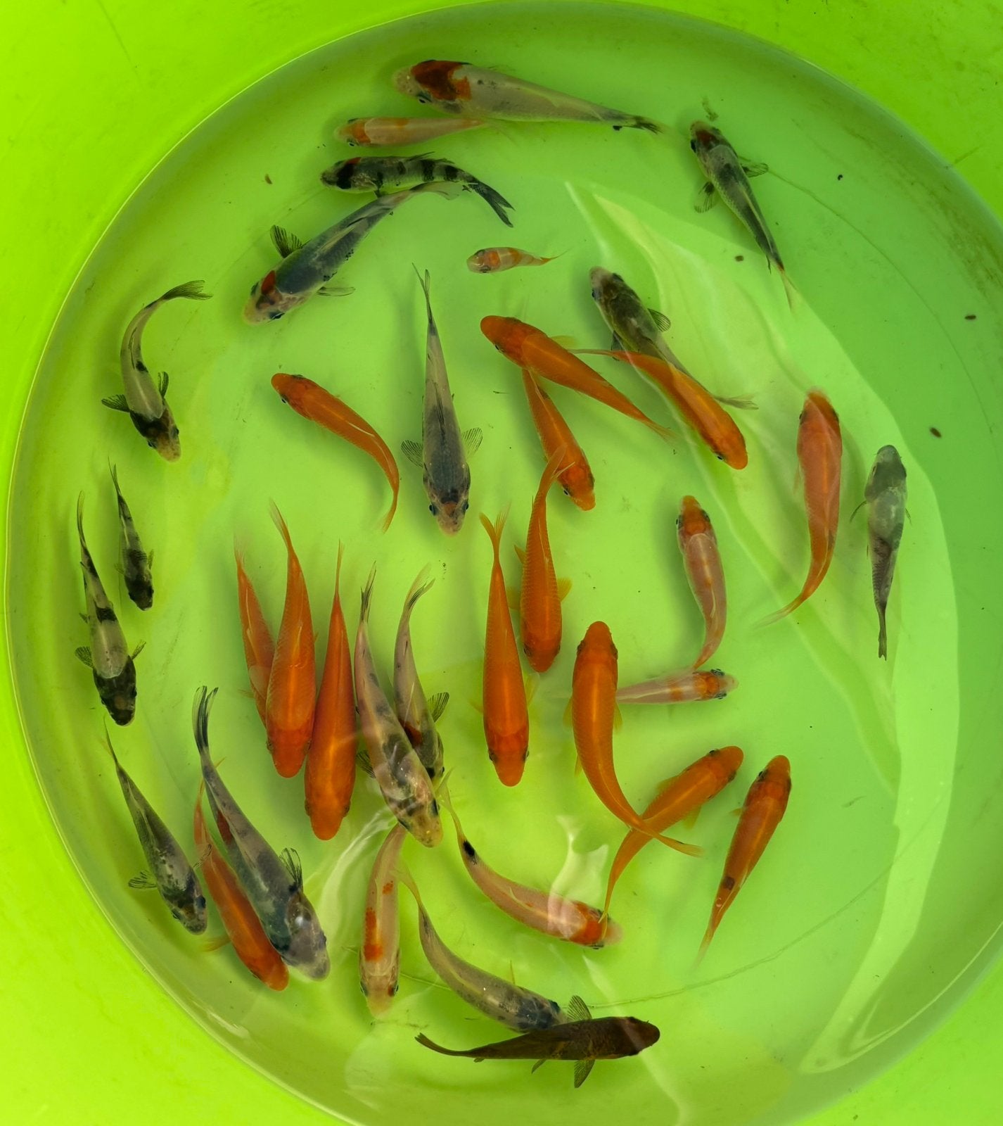 Baby koi 3-7 cm van 2026 japanse ouders, Dieren en Toebehoren, Karper of Koi