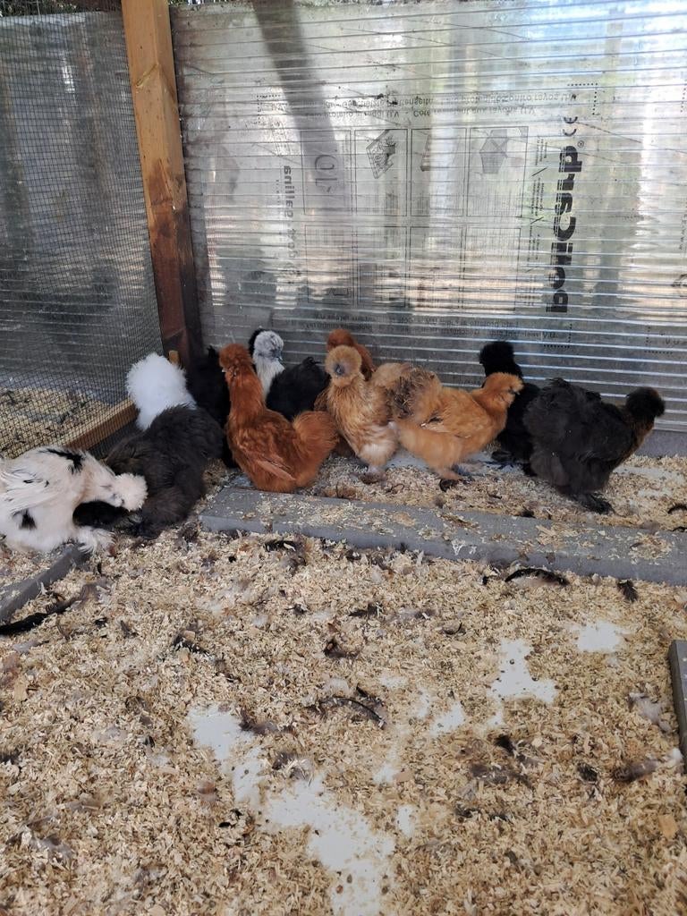 Zijdehoen hennen, Dieren en Toebehoren, Vrouwelijk, Kip