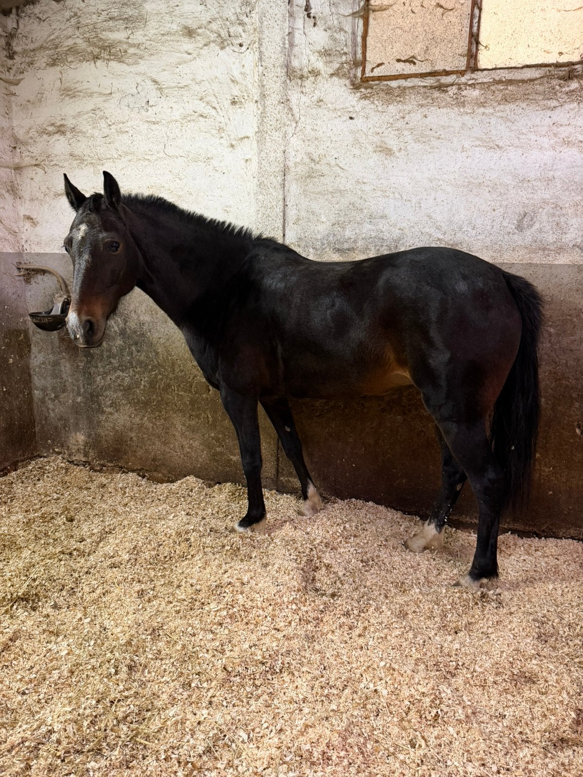 Kinderpony te koop!, Dieren en Toebehoren, Merrie, Minder dan 160 cm, Met stamboom, Niet van toepassing