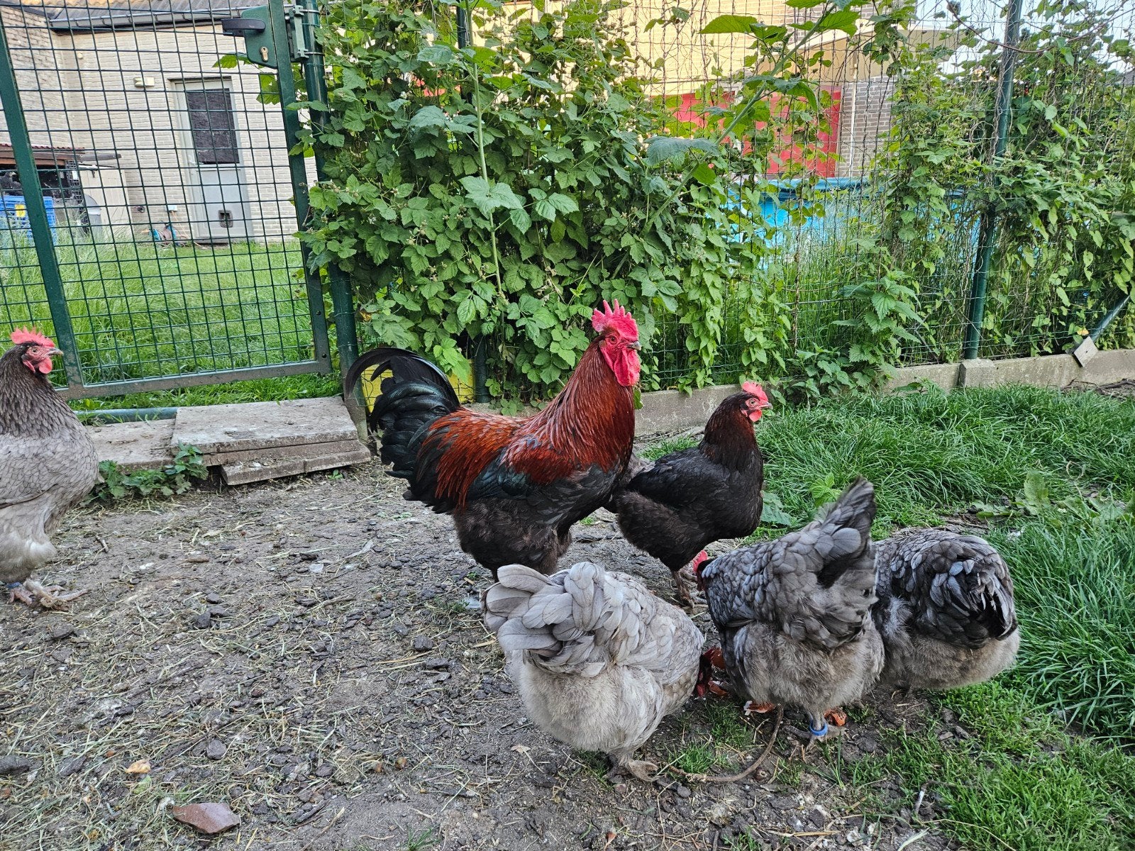 Marans haan zwartkoper 2025 - beste haan op tentoonstelling, Dieren en Toebehoren, Pluimvee