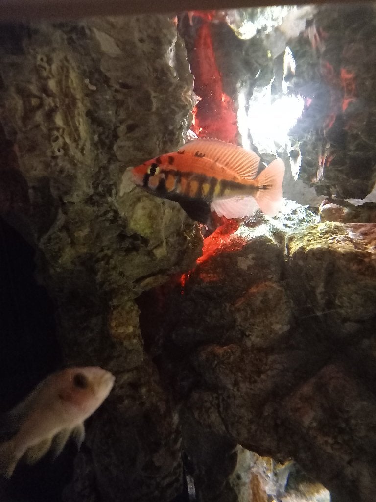 GRATIS Haplochromis sp. rainbow jong 1,5cm