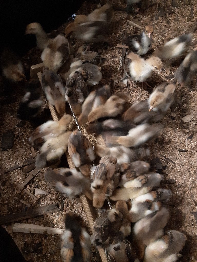 Kuikens Brahma goudpatrijs, Dieren en Toebehoren, Pluimvee