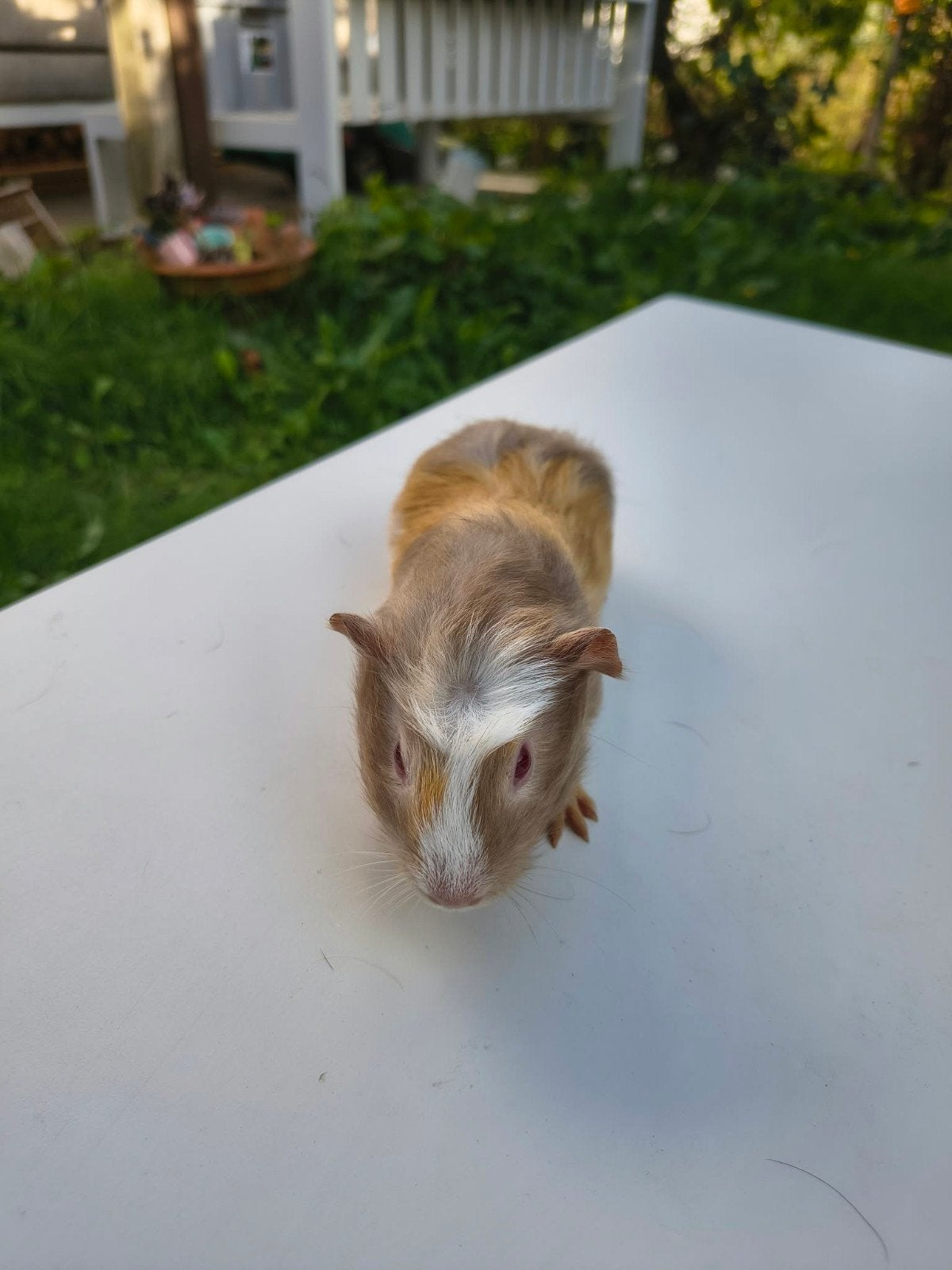 gratis handtamme cavia's, Animaux & Accessoires, Août, Mâle