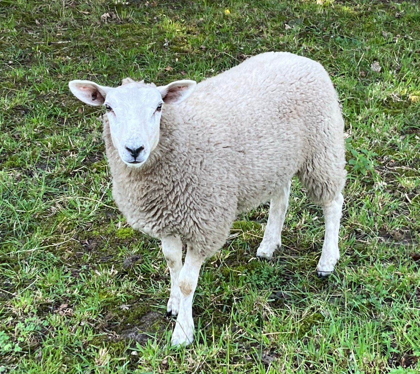 Ooilammeren, Vrouwelijk, Schaap, 0 tot 2 jaar